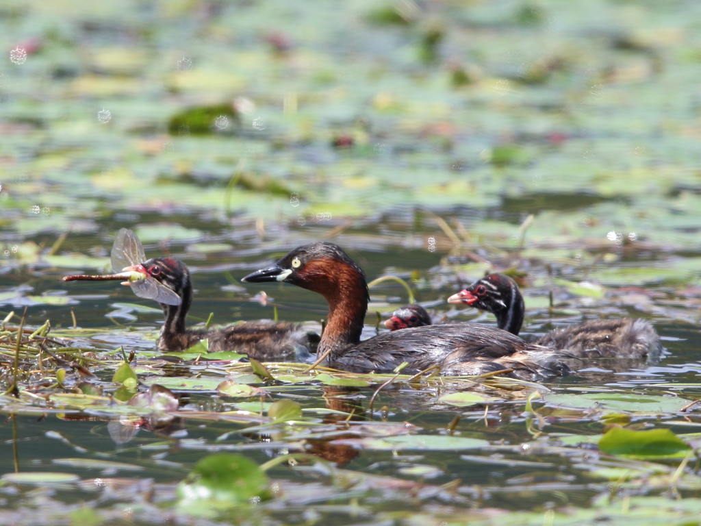 トンボはごちそう?   2