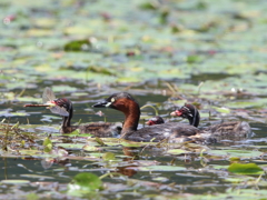 トンボはごちそう?   2