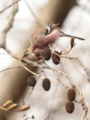 冬の森　79