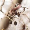 冬の森　79