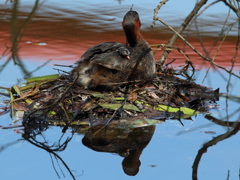 今日は4羽目　－1