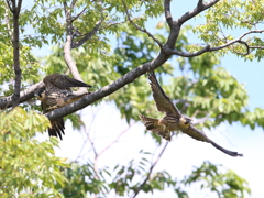 チゴハヤブラザーズ　3