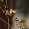 冬の森　51