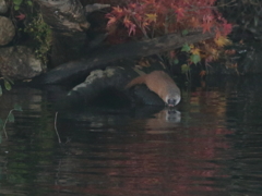 対岸のイタチ君　1