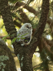 フクロウの二郎君　7