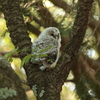 フクロウの二郎君　7