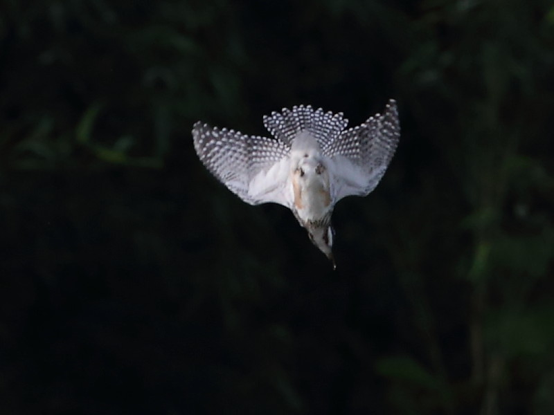 ヤマちゃん落下　2