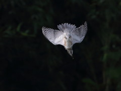 ヤマちゃん落下　2