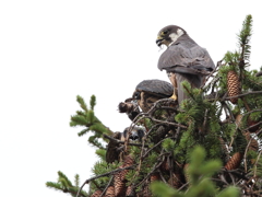 チゴハヤブラザーズ　6