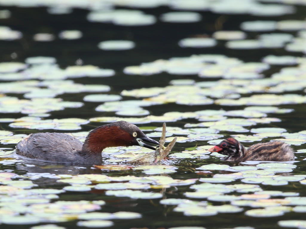トンボはごちそう?   3