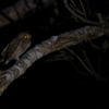 リュウキュウの夜　4