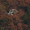 家族で紅葉見物　1
