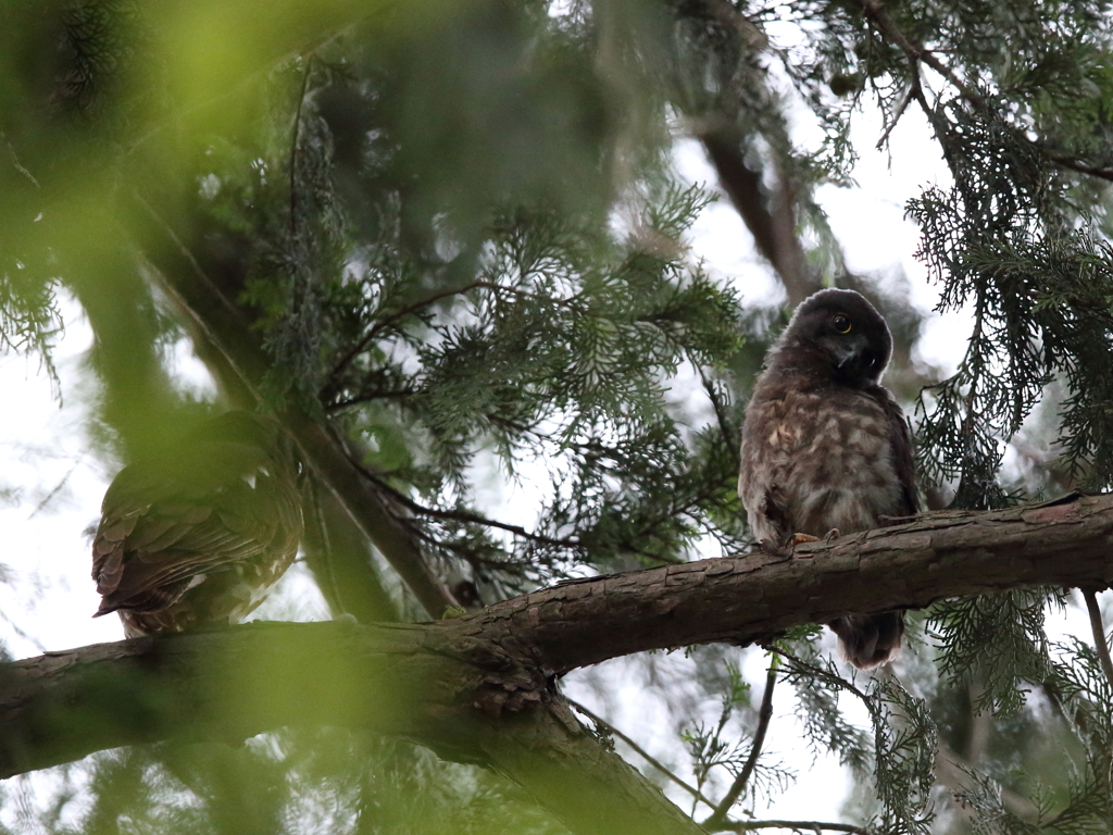 アオバズク　17