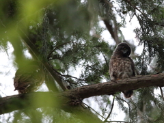 アオバズク　17