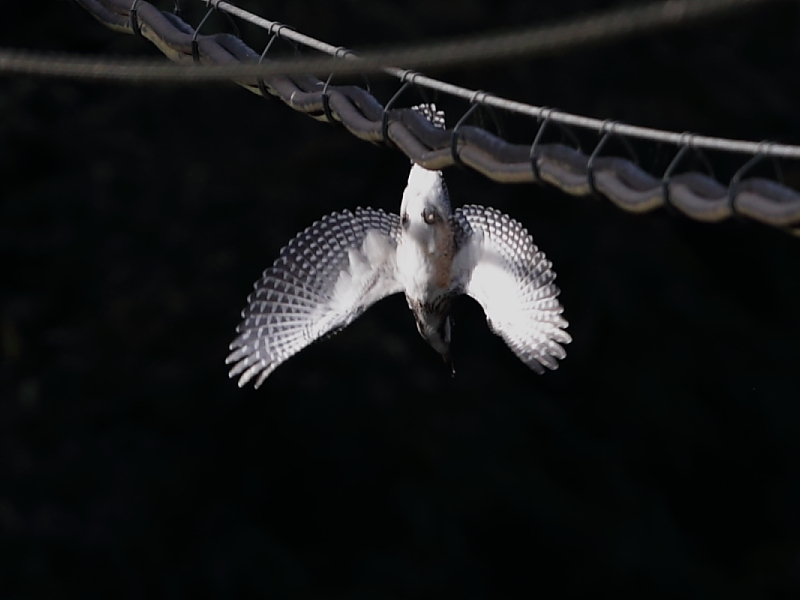 ヤマちゃん落下　1