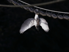 ヤマちゃん落下　1