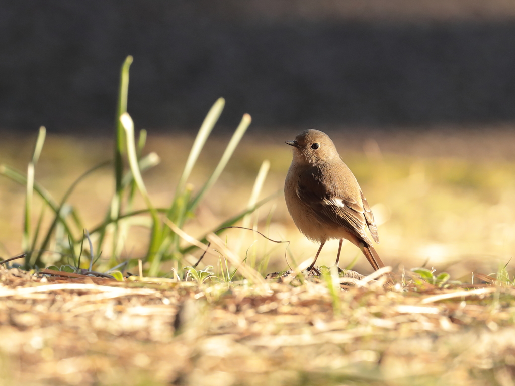 近所の公園 4