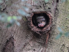 ムササビの棲む森 13