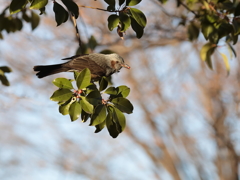 近所の公園　2