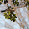 近所の公園　2