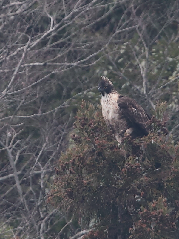 クマタカの棲む村 2