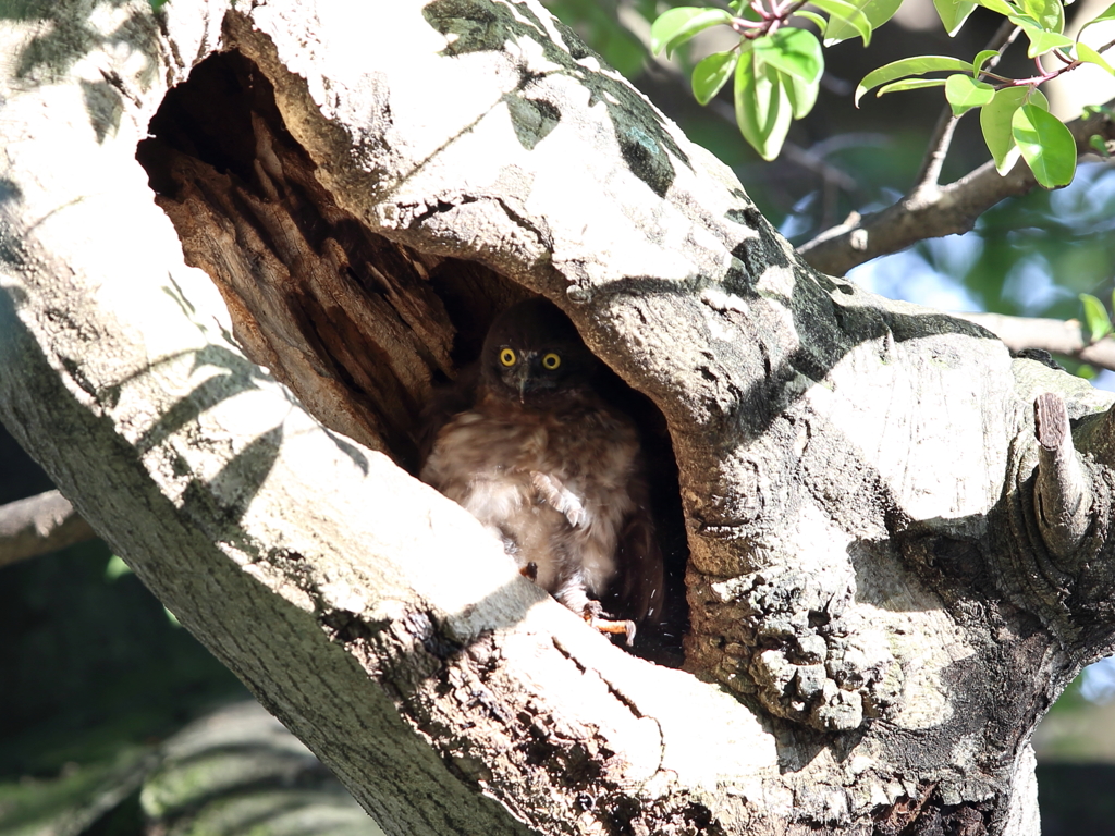 アオバズク　10