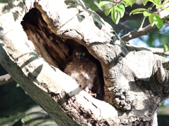 アオバズク　10