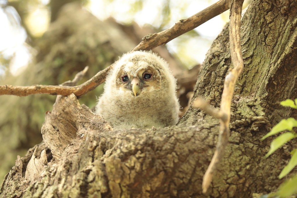 フクロウの三郎君　4