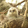 フクロウの三郎君　4