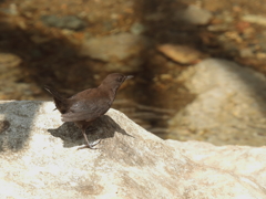 カワガラス君　3