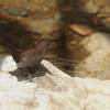 カワガラス君　3