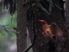 キョロちゃん　また来年だね　1
