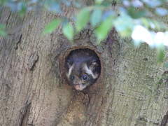 今日はごきげん