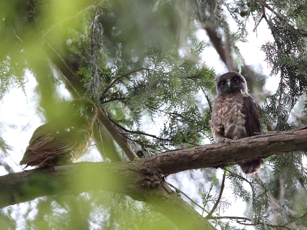 アオバズク　20