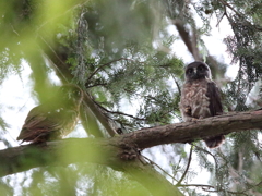 アオバズク　20