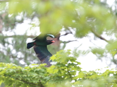 ブッポウソウの森　13