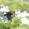 ブッポウソウの森　13