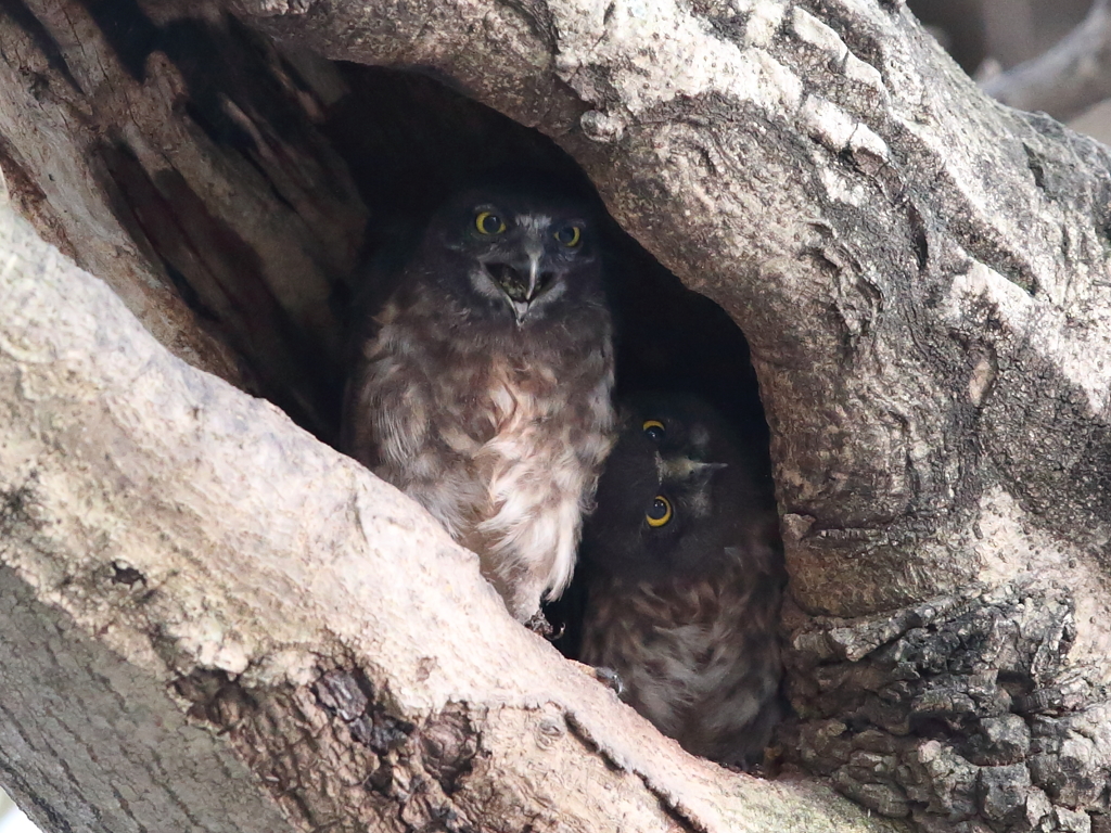 アオバズク　14