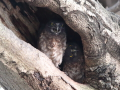 アオバズク　14