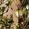冬の森　46