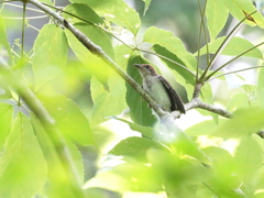 サンちゃんホイホイホイ　37