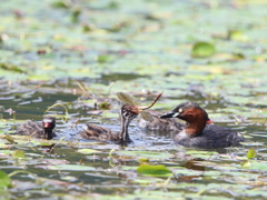 トンボはごちそう?   1