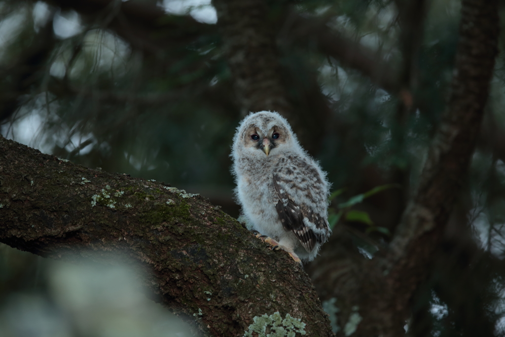 フクロウの二郎君　8