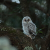 フクロウの二郎君　8