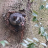 ムササビの棲む森　3