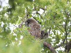 もふもふ長男次男