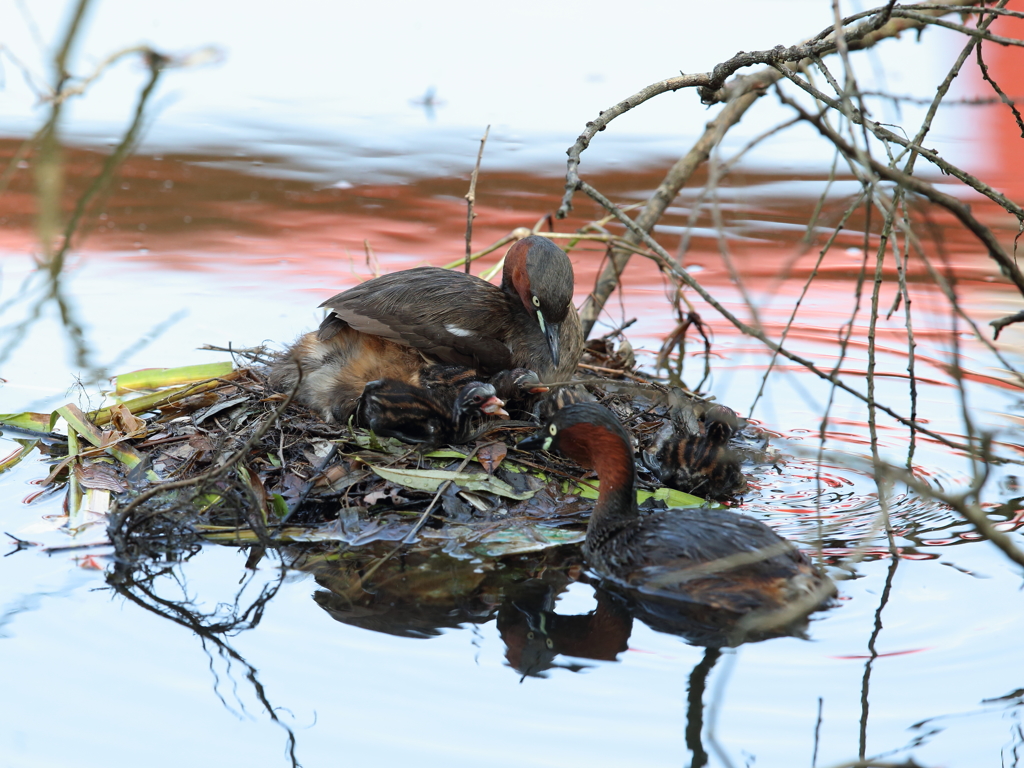 今日は4羽目　- 3
