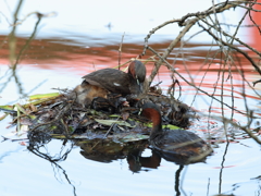 今日は4羽目　- 3