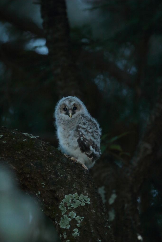 フクロウの二郎君　9