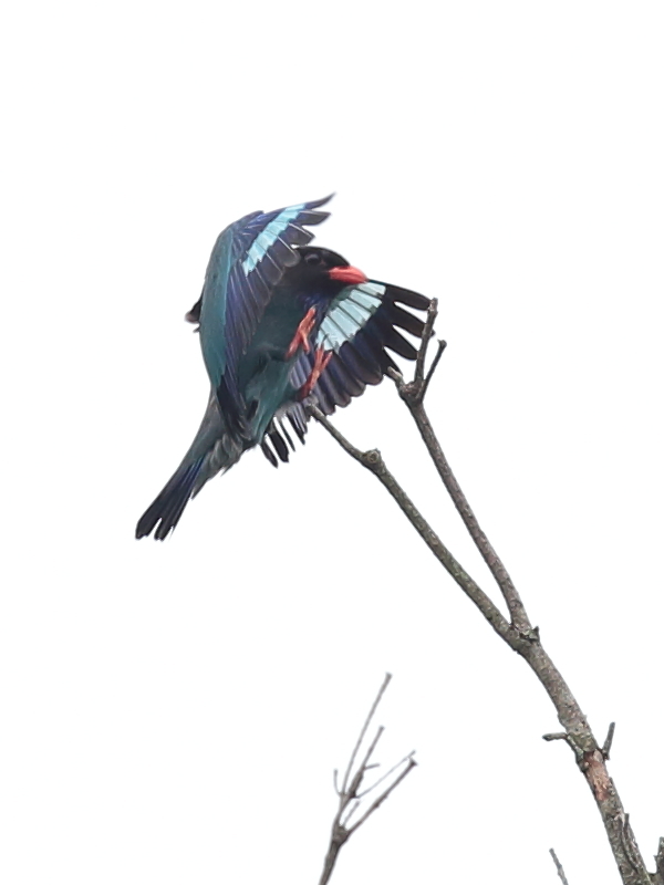 ブッポウソウの森 15